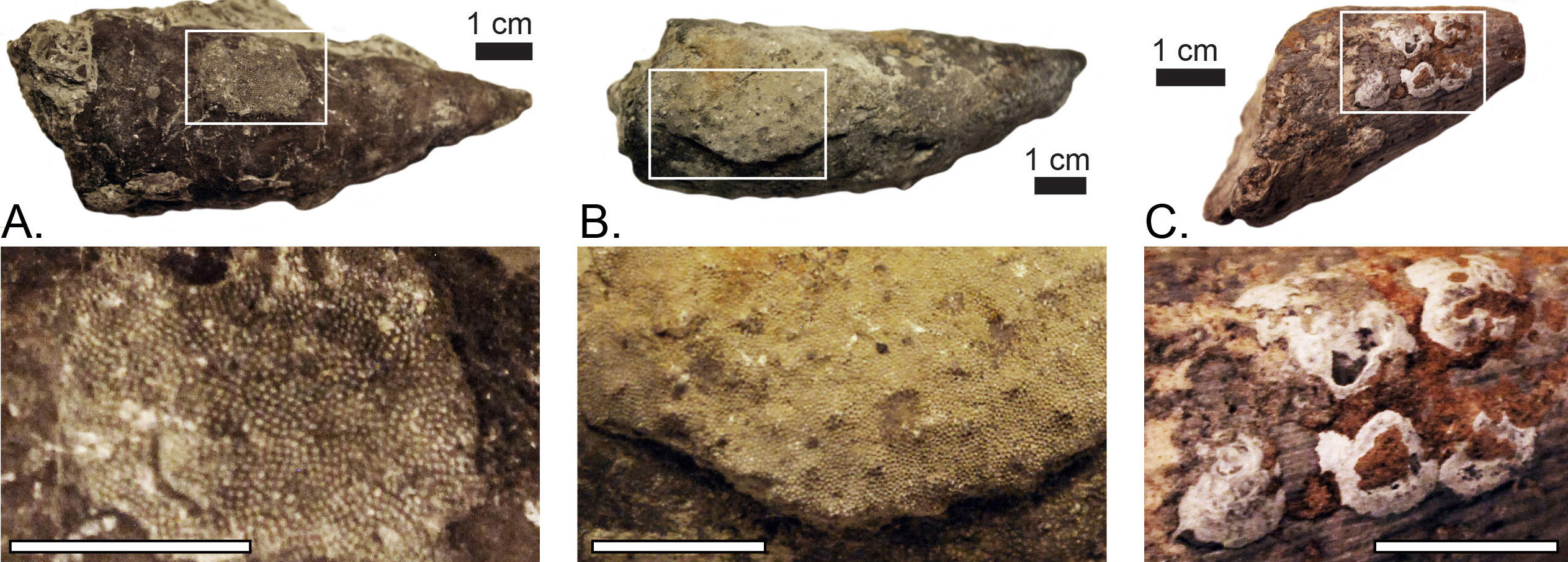 Other fossils are sometimes found on Grewingkia fossils. (A–B) Bryozoa. (C) Inarticulate brachiopods.